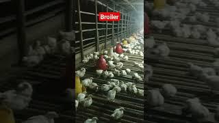 tahap peremajaan #shorts #broiler #chiken #animals #peternakan #ayam #tiktok #viral