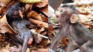 Poor baby monkey is hated and abused by mother monkey so sad