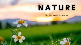 Beautiful Nature  Landscape  Background Video  No Copyright