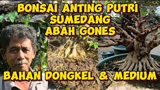 Bonsai Anting Putri SUMEDANG — Abah Gones