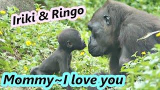 Gorilla baby Ringo knew how to express love to his mom  金剛寶寶Ringo知道怎麼跟媽媽表達愛