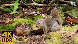 Cat TV for Cats to Watch  Lovely Birds Funny Squirrels Sunny Spring  8 Hours 4K HDR