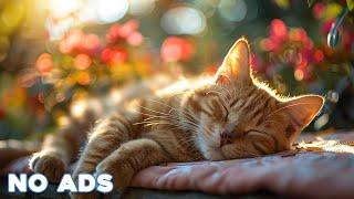 12 Hours Anti Anxiety Music For Cats  Stress Relief Music For Cats  Calming Music For Cats