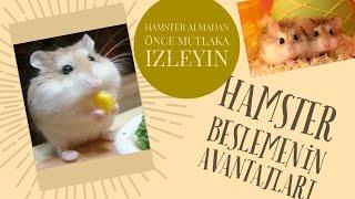 Hamster beslemek için 12 neden 12 reasons to adoption hamsters