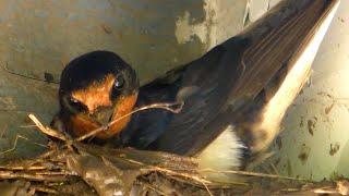 Barn Swallow nest building  Деревенская ласточка строит гнездо