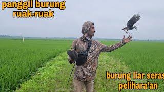 SEMUDAH INI NANGKAP BURUNG LIAR_SEPERTI BURUNG JINAK