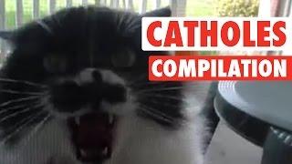 Angry Cat-holes  Super Pissed Off Cats Compilation