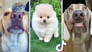 Ultimate Compilation of Funny DOGS & Cute PUPPIES 