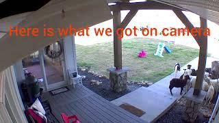 Border Collie herds sheep onto the porch