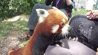 Red Panda Close Encounter @ the Wellington Zoo