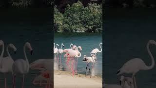 Pink Flamingos in the Dubai Wildlife Sanctuary #flamingo #reserve #zoo