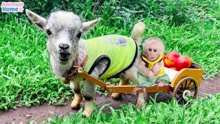 Smart BiBi takes goat to plant and harvest fruit