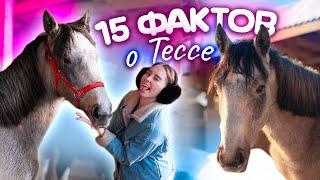 15 ФАКТОВ о Тессе  Факты о лошадях