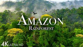 Amazon 4k - The World’s Largest Tropical Rainforest Part 2  Jungle Sounds  Scenic Relaxation Film