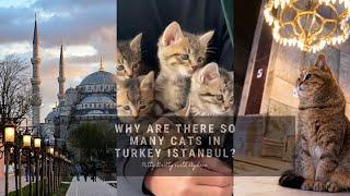 Why are There So Many Cats In Turkey Istanbul?