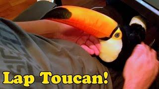 My Toucan is basically a lap dog