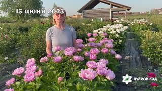 May Lilac peony. Май Лилак пион. Пулков сад