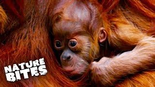 Baby Orangutan Goes Missing  The Secret Life of the Zoo  Nature Bites