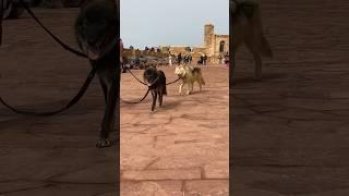 Wolfdogadventure - Morocco - Wolfdogs in Essaouira #wolfdogadventure #essaouira #morocco #shorts