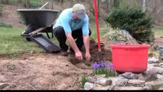 How to move transplant perennials to a new location