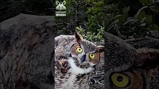 Great horned owls making crazy faces  #shorts