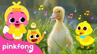 Quack Quack Little Baby Ducks  Kids Nursery Rhyme  Pinkfong Ninimo