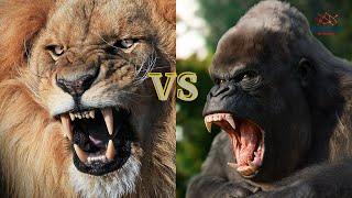 Lion vs Gorilla Fight Who Will Win