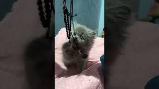 Cute Kitten playing  #shorts #youtubeshorts #youtube #short #shortsvideo #kitten #cats #status