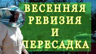 Весенняя ревизия и пересадка пчел. Цикл На пасеке весной.