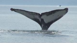 Alaska Whales and Glacier Photo Safari