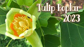 2023 Tulip Poplar Update