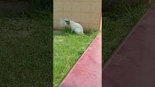 Kucing makan rumput #shorts #videoshorts