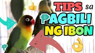 MGA TIPS SA PAGBILI NG IBON - Tips Kung Gusto Mong Bumili Ng Lovebirds Para Hindi Ka Magkamali