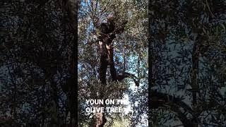 My Brother Youn on the olive tree. #good #myhome #motivation #meditation #cannelle
