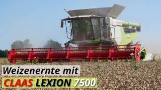 Claas Lexion 7500  Lohnunternehmen Pommer  Weizenernte 2024