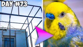 How to Make Budgie Aviary Cage ▶️ Part 3