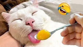 New Funny Videos 2023  Cutest Cats and Dogs  Part 231