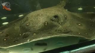 Пресноводный скат моторо Potamotrygon motoro или глазчатый хвостокол в моем аквариуме