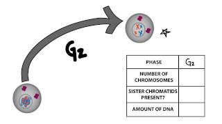 Cell Cycle