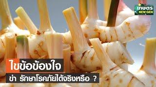 ไขข้อข้องใจ ข่า เป็นยารักษาโรคภัย ได้จริงหรือ ?  เกษตรนิวเจน