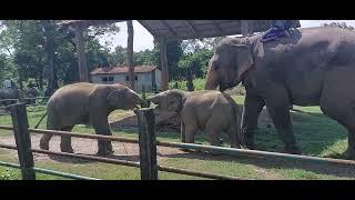 Elephant Breeding Centre Chitwan Nepal Elephant Centre NepalNepal Wildlife tour Elephant santuary