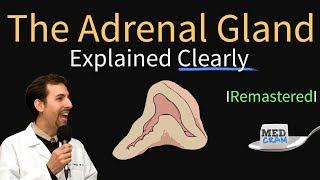 Adrenal Gland Adrenal Cortex Anatomy Physiology Disorders and Hormones