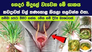 ගෙදර මිදුලේ වැවෙන මේ ශාකය කවදාවත් වල් තණකොළ කියලා ගලවලා දාන්න එපා මේක දිව්‍ය ඖශධයක්.