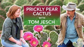 Prickly Pear Opuntia with Cactus Expert Tom Jesch