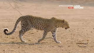 Африканские охотники  Africas Hunters  Последнее противостояние леопарда 2 серия 4K