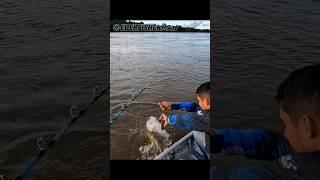 pescaria de Jaú na pousada arara azul lodge #fishing #pescador #shorts