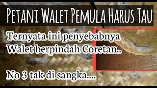 3 Penyebab Walet Sering Pindah Menginap dan Membuat Sarang serta Cara Mengatasinya