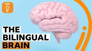 Why being bilingual is good for your brain  BBC Ideas