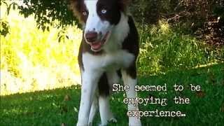 FUNNY DOG EATS WILD PSYCOACTIVE SHROOMS - CAUGHT ON TAPE