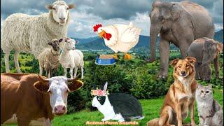 Farm Animal Sounds Cow Cat Dog Chicken Sheep - Animal Sounds